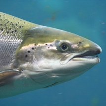 Study aims to produce lice-resistant salmon