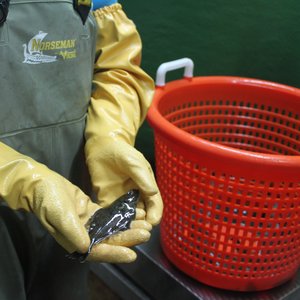 Canadian halibut hatchery declares bankruptcy