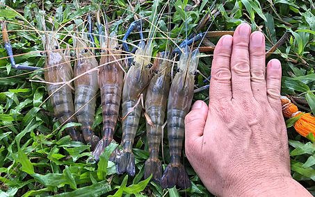 Biotechnology to boost Malaysian freshwater prawn seed production
