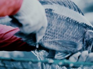 Regal Springs adopts stunner technology that improves welfare standards for tilapia