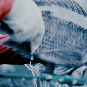 Regal Springs adopts stunner technology that improves welfare standards for tilapia