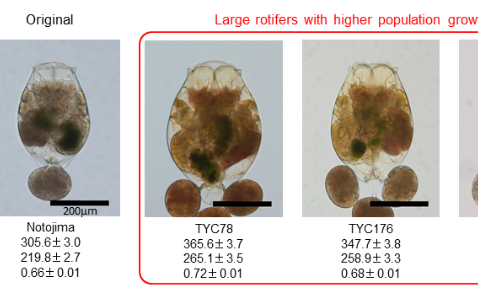 Researchers create larger mutant rotifers for larviculture