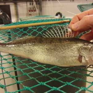 Researchers provide multifactorial protocol for pikeperch larviculture