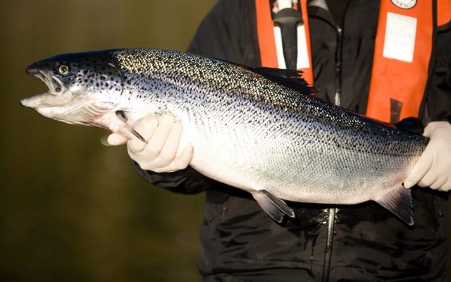 Mowi begins salmon culls in Canadian hatchery