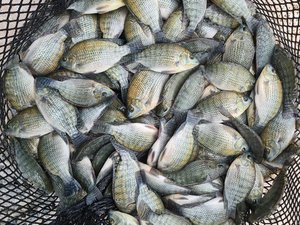Taiwan funds African tilapia breeding project