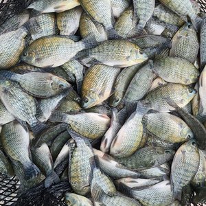 Taiwan funds African tilapia breeding project