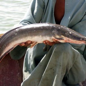 Indian fish farmers warned against breeding African catfish