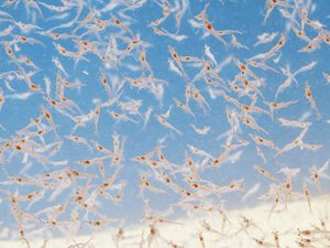 CPF considers setting up a shrimp farm in the U.S.