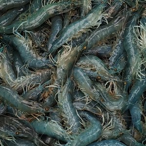 Disease-affected aquaculture area increases in Vietnam