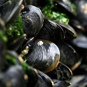 US projects to examine impacts of stressors on shellfish aquaculture