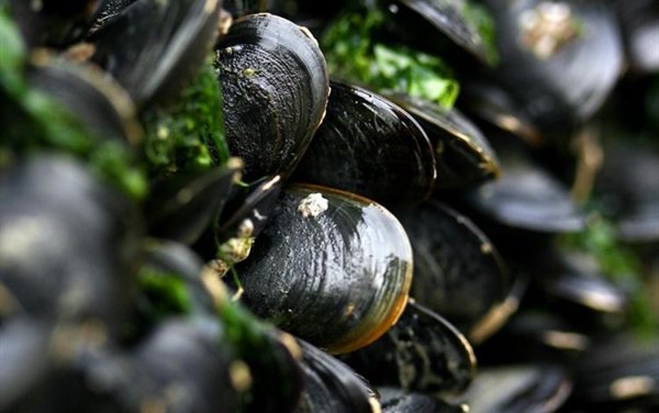 US projects to examine impacts of stressors on shellfish aquaculture