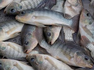 New grant to develop vaccine for tilapia lake virus
