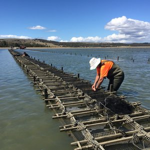 Disease-resistant Tasmanian oysters help safeguard South Australian oyster industry
