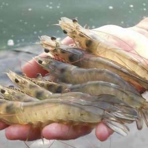 Shrimp productivity fell in Indian shrimp hatcheries in 2020 due to the pandemic