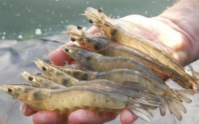 Shrimp productivity fell in Indian shrimp hatcheries in 2020 due to the pandemic