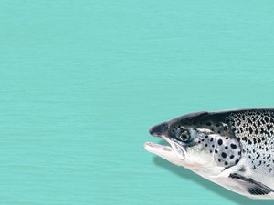 Transformative year allows AquaBounty to start salmon commercial strategy in 2020