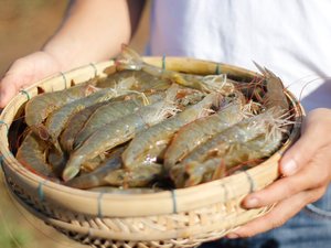 Bayer to boost its position in shrimp farming market