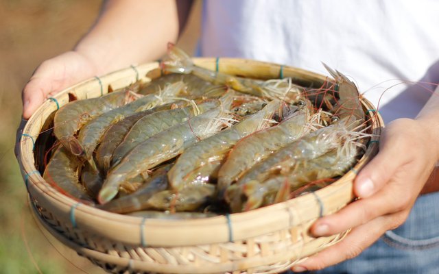Bayer to boost its position in shrimp farming market