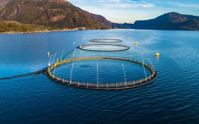 EU report predicts 17% decrease in aquaculture sales due to pandemic