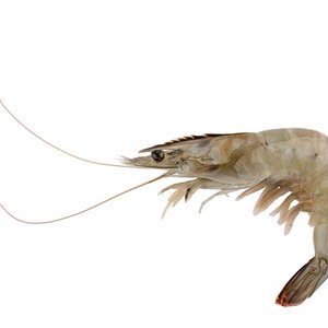 Genotyping tool identified as the go-to tool for genetic improvement for farmed shrimp