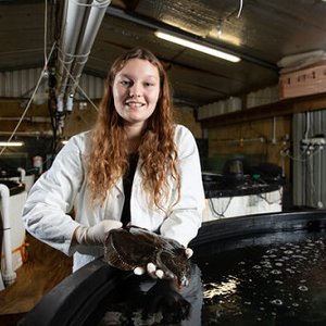 New Zealand to develop breeding program for yellowbelly flounder