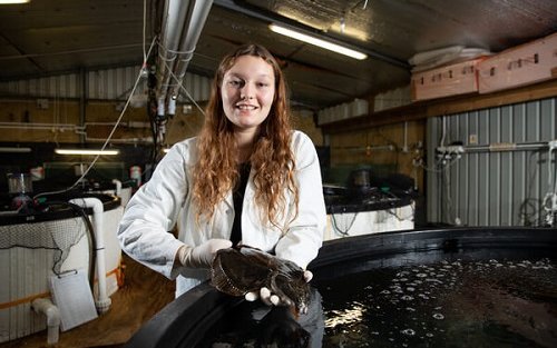 New Zealand to develop breeding program for yellowbelly flounder