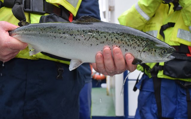 Selective breeding to improve salmon resistance to sea lice