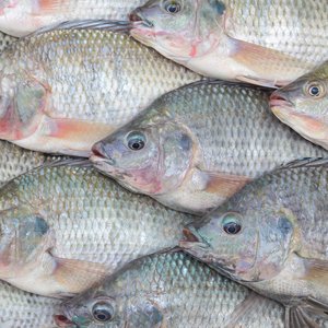 GenoMar introduces new streptococcosis-resistant tilapia in Asia