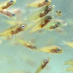 Extruded feed lead to skeletal deformities in ballan wrasse fish larvae