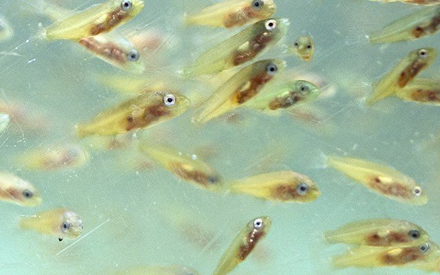 Extruded feed lead to skeletal deformities in ballan wrasse fish larvae