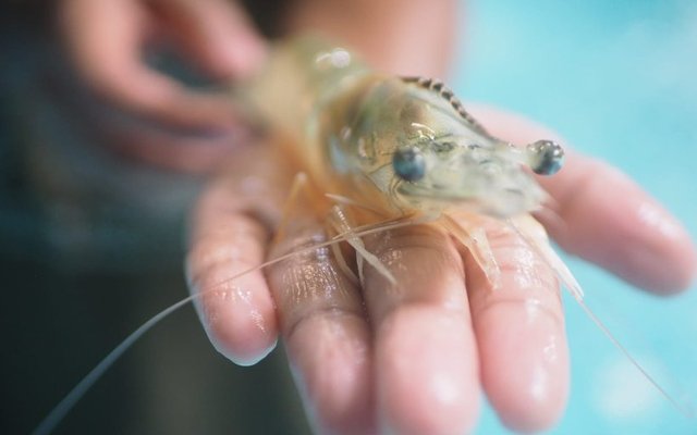 Hendrix Genetics expands its shrimp breeding network to India