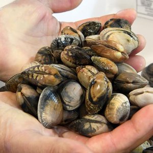 Private equity firm invests in European clam breeder