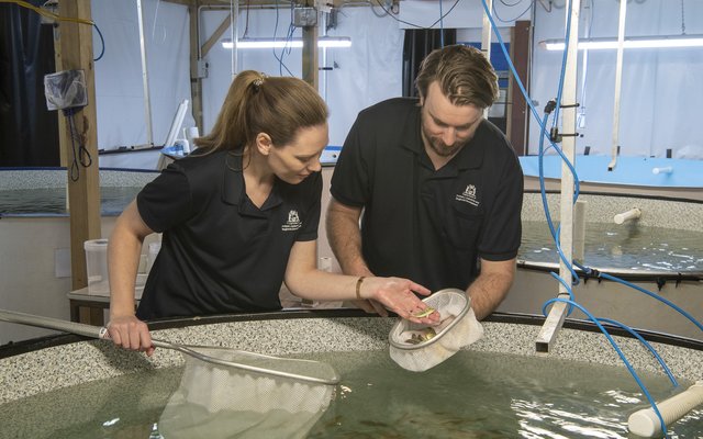 Study tests SCPs potential use in juvenile kingfish