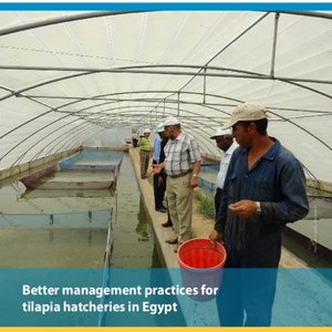 Better management practices for tilapia hatcheries in Egypt