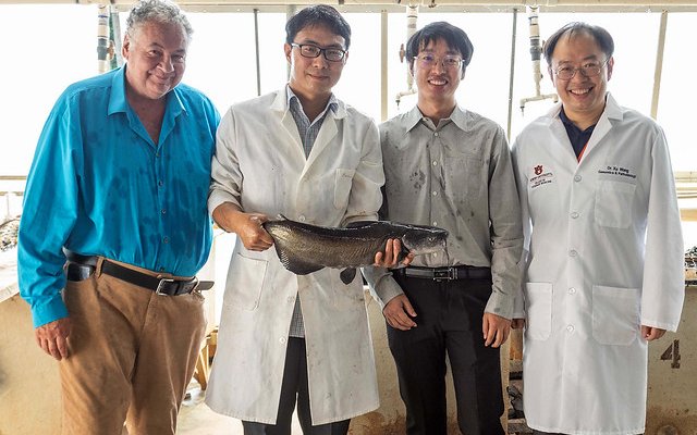 Auburn University researchers first to map blue catfish genome