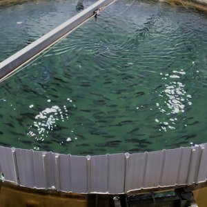 How water disinfectants can reduce pathogens in salmon fry