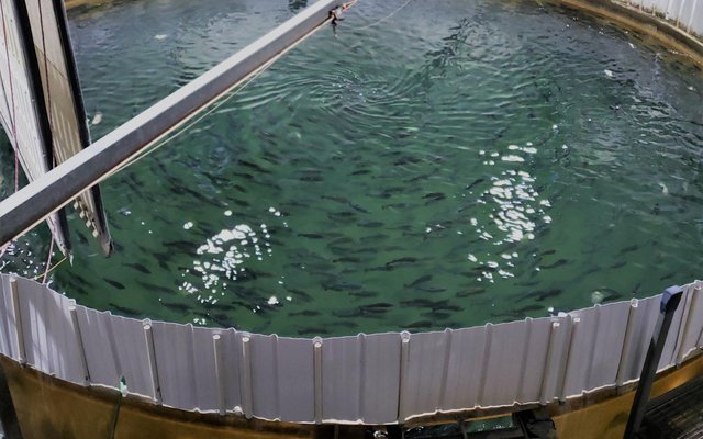 How water disinfectants can reduce pathogens in salmon fry