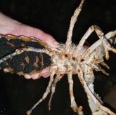 Orkney Shellfish Hatchery gets first European clawed lobster hatchings