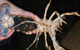 Orkney Shellfish Hatchery gets first European clawed lobster hatchings