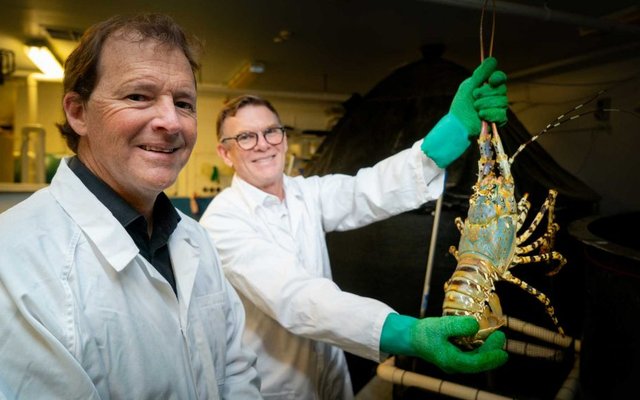 Tasmania plans the worlds first lobster hatchery
