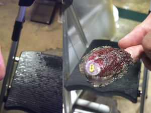 Study identifies traits of climate-resilient red abalone