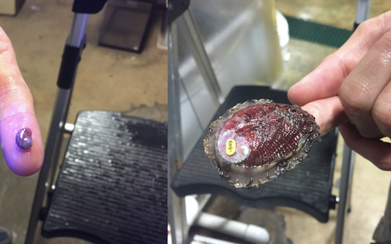 Study identifies traits of climate-resilient red abalone