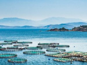 Open call for The Global Aquaculture Challenge
