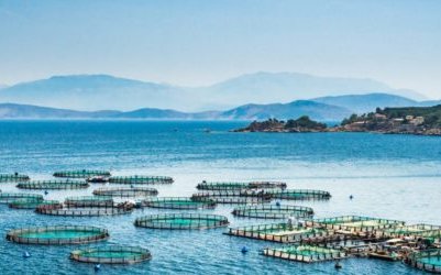 Open call for The Global Aquaculture Challenge