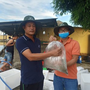 GenoMar delivers first tilapia fingerlings from its new hatchery to the Vietnamese market