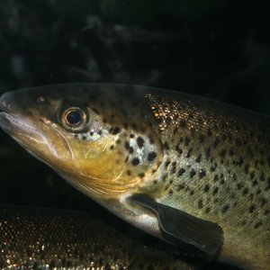IHN outbreak in trout farms in Denmark