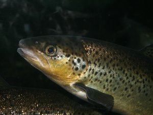 Low-cost test to detect IHNV in trout