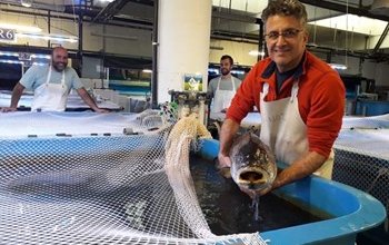 EU project advances in greater amberjack and meagre reproduction