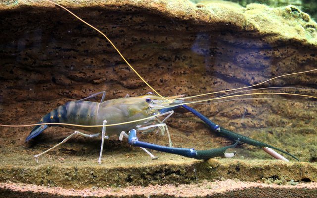 All female shrimp genome sequenced, bringing mono-sex broodstock advantages closer