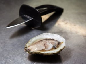 AUSTRALIA - Premium oyster region moves to keep POMS at bay